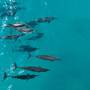 Горящие туры в отель Rihiveli The Dream, Maldives - 3