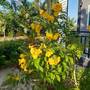 Горящие туры в отель Wangwaree Resort - 4