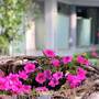 Горящие туры в отель Alexanika Apartments - 1