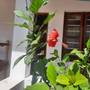 Горящие туры в отель Kihori Bungalows - 5