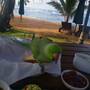 Горящие туры в отель Jolanka resorts Unawatuna - 4