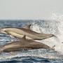 Горящие туры в отель Dolphin Beach Resort - 6