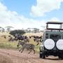 Горящие туры в отель Melia Serengeti Lodge - 1