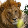 Горящие туры в отель Ngorongoro Wild Camp - 4