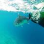 Горящие туры в отель Summer Shade Maldives - 4