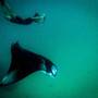 Горящие туры в отель Summer Shade Maldives - 2