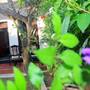 Горящие туры в отель Lotus Villa - 2