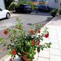Горящие туры в отель Apartments Pojko - 2