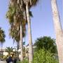 Горящие туры в отель Apartamentos Puerto Caleta - 3