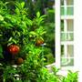 Горящие туры в отель Dubrovnik Luxury Residence – L’Orangerie - 6