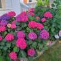Горящие туры в отель Apartment Ljiljana - 4