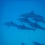 Горящие туры в отель Gurus Maldives - 2