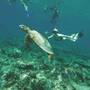 Горящие туры в отель Gurus Maldives - 6