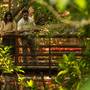 Горящие туры в отель Coconut Lagoon - CGH Earth - 1