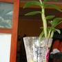 Горящие туры в отель Tradition Garden Hotel - 6