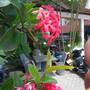 Горящие туры в отель New Golden Bay Resort Weligama - 6