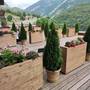 Горящие туры в отель Forrest Terrace Hotel - 3
