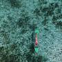 Горящие туры в отель Hitha Maldives - 4