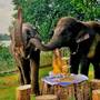 Горящие туры в отель Birds Resort Hambantota - 6