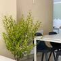 Горящие туры в отель Buxus Hotel Shekvetili - 3