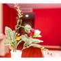 Горящие туры в отель Rosemary Inn Hotel - 6