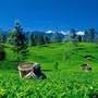 Горящие туры в отель Oak Ray Summer Hill Breeze - 1