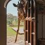 Горящие туры в отель Giraffe Manor - 6