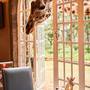 Горящие туры в отель Giraffe Manor - 5