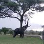 Горящие туры в отель Seronera Wildlife Lodge - 1