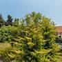 Горящие туры в отель Green Garden Apartments - 1